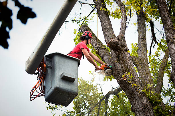 Best Tree Preservation Services  in Long Creek, IL